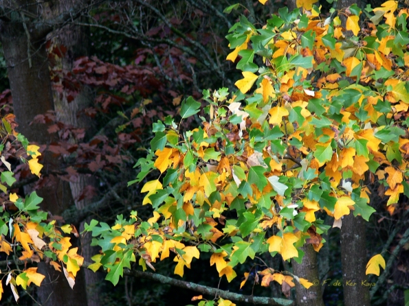 Bois des moutiers fall 2012 (23)